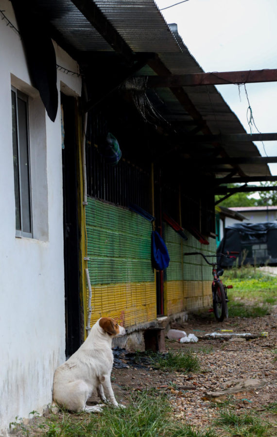 A dog sits outside the yellow and green house that belongs to the ex-FARC combatant.