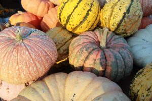 Ways students can have a 'gourd' time during fall break