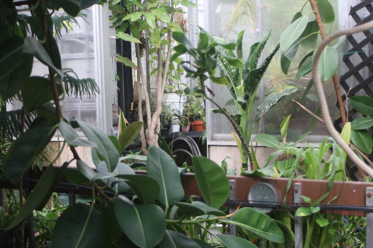 Greenhouse Plants 12 (9_26_2025)