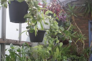 Plants inside the Herrick Conservatory, Sept. 26. 2025.