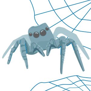 Quinn’s thoughts on jumping spiders: The criminally underrated, perfect dorm pet